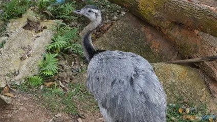 Paradise park farm на Самуї, своїм ходом (thailand) Paradise park farm на Самуї, своїм ходом