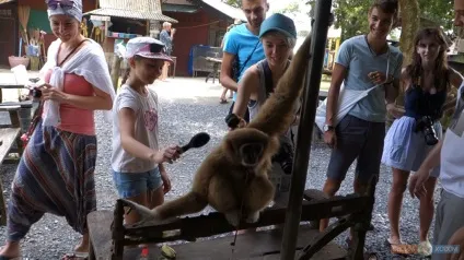 Paradise park farm на Самуї, своїм ходом (розваги) Paradise park farm на Самуї, своїм ходом