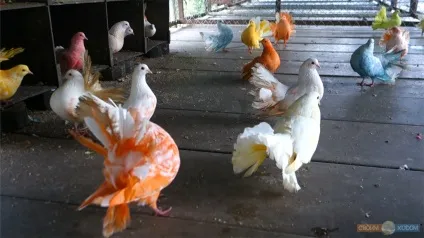 Paradise park farm на Самуї, своїм ходом (екскурсії) Paradise park farm на Самуї, своїм ходом