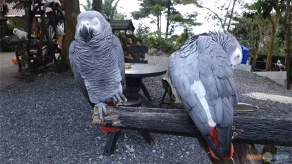Paradise park farm на Самуї, своїм ходом (Таїланд) Paradise park farm на Самуї, своїм ходом
