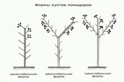 Пасинкування помідорів в теплиці способи формування індетермінантних, детермінантних і штамбових (формування) Пасинкування помідорів в теплиці способи формування індетермінантних, детермінантних і штамбових