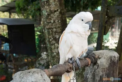 Paradise park farm на Самуї, своїм ходом (farm) Paradise park farm на Самуї, своїм ходом