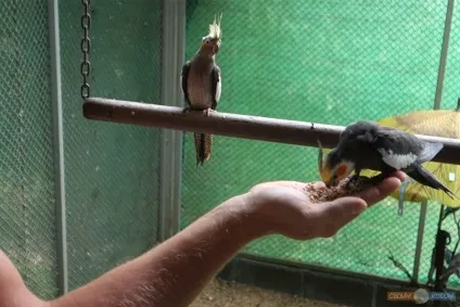 Paradise park farm на Самуї, своїм ходом (пам'ятки) Paradise park farm на Самуї, своїм ходом