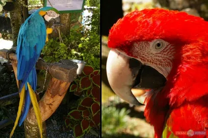 Paradise park farm на Самуї, своїм ходом (Таїланд) Paradise park farm на Самуї, своїм ходом