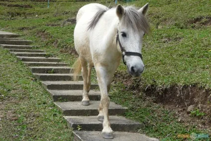 Paradise park farm на Самуї, своїм ходом (thailand) Paradise park farm на Самуї, своїм ходом