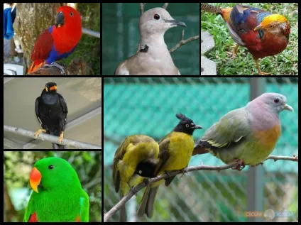 Paradise park farm на Самуї, своїм ходом (Таїланд) Paradise park farm на Самуї, своїм ходом
