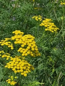 Пижмо, лікування пижмом (пижмо) Пижмо, лікування пижмом