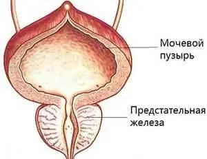 Пієлонефрит і журавлина - інформація до відома - каталог статей - народні лікарські рецепти (журавлина) Пієлонефрит і журавлина - інформація до відома - каталог статей - народні лікарські рецепти