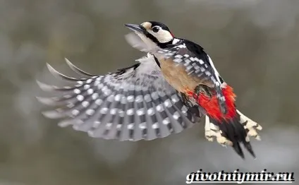 Строкатий дятел птах