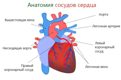 Перша допомога і реабілітація «серцевого розриву» (інфаркт міокарда) симптоми і лікування (допомога) Перша допомога і реабілітація «серцевого розриву» (інфаркт міокарда) симптоми і лікування