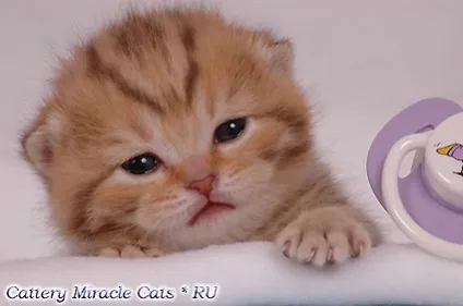Розплідник британських короткошерстих кішок miracle cats олени посланіченко 8-905-572-70-72 (розплідник) Розплідник британських короткошерстих кішок miracle cats олени посланіченко 8-905-572-70-72