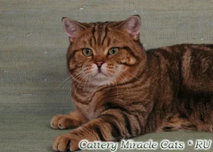 Розплідник британських короткошерстих кішок miracle cats олени посланіченко 8-905-572-70-72 (cats) Розплідник британських короткошерстих кішок miracle cats олени посланіченко 8-905-572-70-72