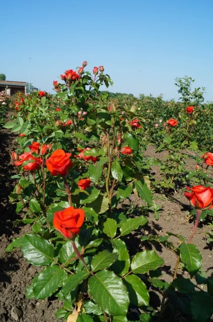 Розплідник ваш сад