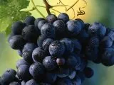 Плід ківі - це фрукт або ягода і якими властивостями володіє, martcom - концентровані соки, (властивостями) Плід ківі - це фрукт або ягода і якими властивостями володіє, martcom - концентровані соки,