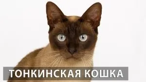 Чому кішка лиже руки господареві, котячий помічник (чому) Чому кішка лиже руки господареві, котячий помічник
