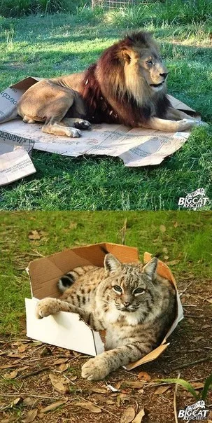 Чому кішки люблять коробки з картону, місто кішок (zn rjhj) Чому кішки люблять коробки з картону, місто кішок
