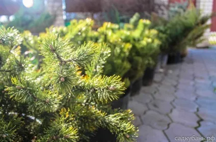 Плодові і декоративні саджанці в Фастові та Житомирі, садкубань