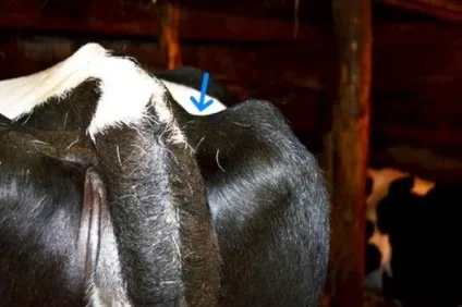 Чому гірчить коров'яче молоко agroxxi (поява гіркоти молоці) Чому гірчить коров'яче молоко agroxxi