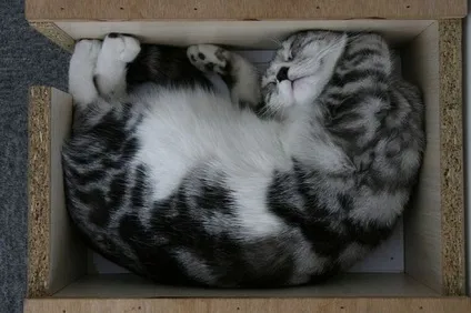 Чому кішки люблять ховатися в картонних коробках (коти і кішки) Чому кішки люблять ховатися в картонних коробках