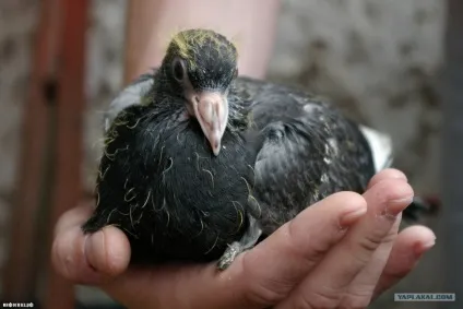 Чому ми ніколи не бачимо пташенят голубів (бачимо) Чому ми ніколи не бачимо пташенят голубів