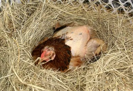 Чому і що робити, якщо влітку кури погано або зовсім не несуться фото і відео (чому) Чому і що робити, якщо влітку кури погано або зовсім не несуться фото і відео