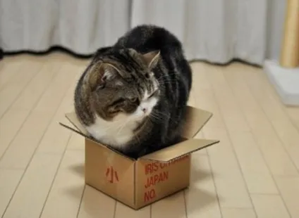Чому кішки люблять ховатися в картонних коробках (коти і кішки) Чому кішки люблять ховатися в картонних коробках