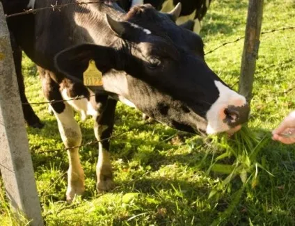 Чому гірчить коров'яче молоко agroxxi (поява гіркоти молоці) Чому гірчить коров'яче молоко agroxxi
