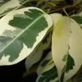Чому жовтіє і опадає листя у драцени, фото і відео (обпадають) Чому жовтіє і опадає листя у драцени, фото і відео
