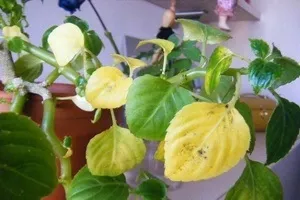 Чому у бальзаміну жовтіє і опадає листя (жовтіють) Чому у бальзаміну жовтіє і опадає листя