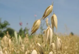 Подагра лікування травами для ефективної боротьби з хворобою