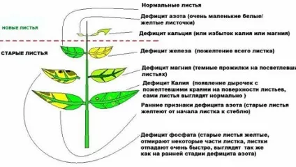 Чому погано ростуть помідори у відкритому грунті і теплиці (погано) Чому погано ростуть помідори у відкритому грунті і теплиці