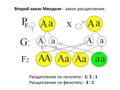 Чому у нормальних людей народжуються діти з патологією (чому) Чому у нормальних людей народжуються діти з патологією