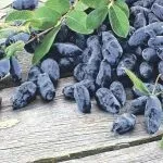 Підживлення лохини садової ранньою весною, восени і влітку оцтом і лимонною кислотою, електролітом (калійні фосфорні добрива) Підживлення лохини садової ранньою весною, восени і влітку оцтом і лимонною кислотою, електролітом