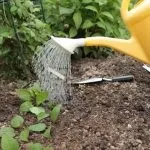 Підживлення лохини садової ранньою весною, восени і влітку оцтом і лимонною кислотою, електролітом (підгодівля) Підживлення лохини садової ранньою весною, восени і влітку оцтом і лимонною кислотою, електролітом