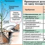 Підживлення лохини садової ранньою весною, восени і влітку оцтом і лимонною кислотою, електролітом (кислотою) Підживлення лохини садової ранньою весною, восени і влітку оцтом і лимонною кислотою, електролітом