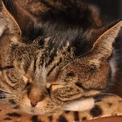 Підшкірний абсцес у кішок симптоми, лікування, догляд - все про котів і кішок з любов'ю (підшкірний абсцес у кішки симптоми) Підшкірний абсцес у кішок симптоми, лікування, догляд - все про котів і кішок з любов'ю