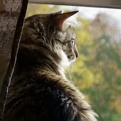 Підшкірний абсцес у кішок симптоми, лікування, догляд - все про котів і кішок з любов'ю (симптоми) Підшкірний абсцес у кішок симптоми, лікування, догляд - все про котів і кішок з любов'ю