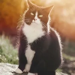 Підшкірний абсцес у кішок симптоми, лікування, догляд - все про котів і кішок з любов'ю (підшкірний) Підшкірний абсцес у кішок симптоми, лікування, догляд - все про котів і кішок з любов'ю