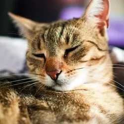 Підшкірний абсцес у кішок симптоми, лікування, догляд - все про котів і кішок з любов'ю (абсцес) Підшкірний абсцес у кішок симптоми, лікування, догляд - все про котів і кішок з любов'ю