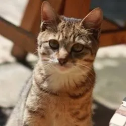 Підшкірний абсцес у кішок симптоми, лікування, догляд - все про котів і кішок з любов'ю (лікування) Підшкірний абсцес у кішок симптоми, лікування, догляд - все про котів і кішок з любов'ю