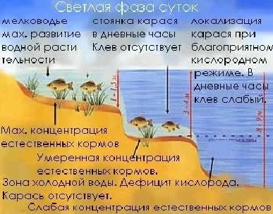 Погода для лову карася опади, тиск та інші фактори (погода) Погода для лову карася опади, тиск та інші фактори