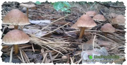 Поїздка в ліс за грибами мій відгук багато фото (фото) Поїздка в ліс за грибами мій відгук багато фото
