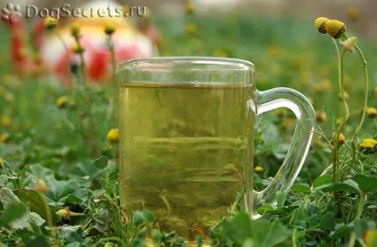 Чи корисно давати собаці відвар ромашки