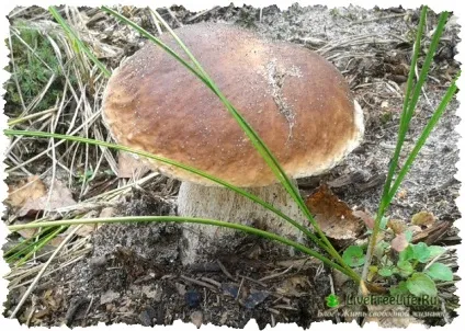 Поїздка в ліс за грибами мій відгук багато фото (грибами) Поїздка в ліс за грибами мій відгук багато фото