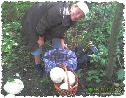 Поїздка в ліс за грибами мій відгук багато фото (багато) Поїздка в ліс за грибами мій відгук багато фото
