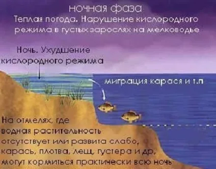 Погода для лову карася опади, тиск та інші фактори (карася) Погода для лову карася опади, тиск та інші фактори