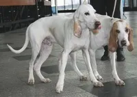 Порселен (порцеляновий гончак)