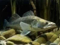 Користь і шкода тріски для здоров'я людини (людини) Користь і шкода тріски для здоров'я людини