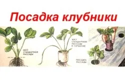 Посадка полуниці на плівку технологія (посадка) Посадка полуниці на плівку технологія