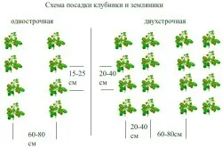 Посадка полуниці на плівку технологія (технологія) Посадка полуниці на плівку технологія
